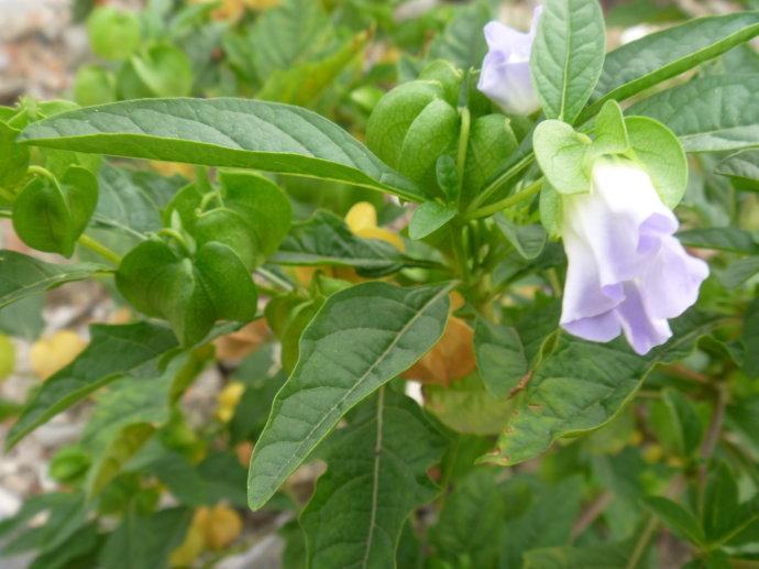 精神病最新药伊潘立酮,新式数据解释设想_养生版23.656