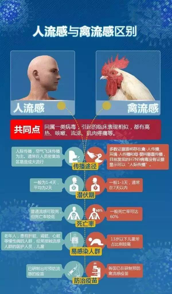 最新禽流感动态，影响分析深度解读与观点阐述